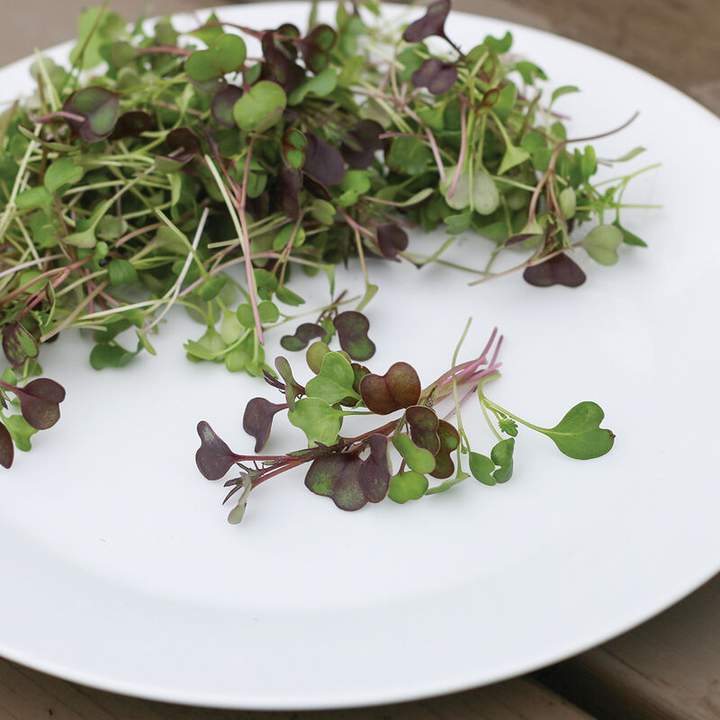 Kale, Kalefetti Mix Microgreen Mixes
