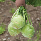 Kossak Storage Kohlrabi