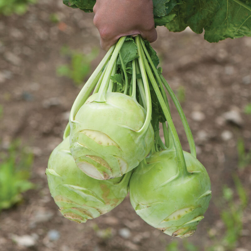 Kossak Storage Kohlrabi