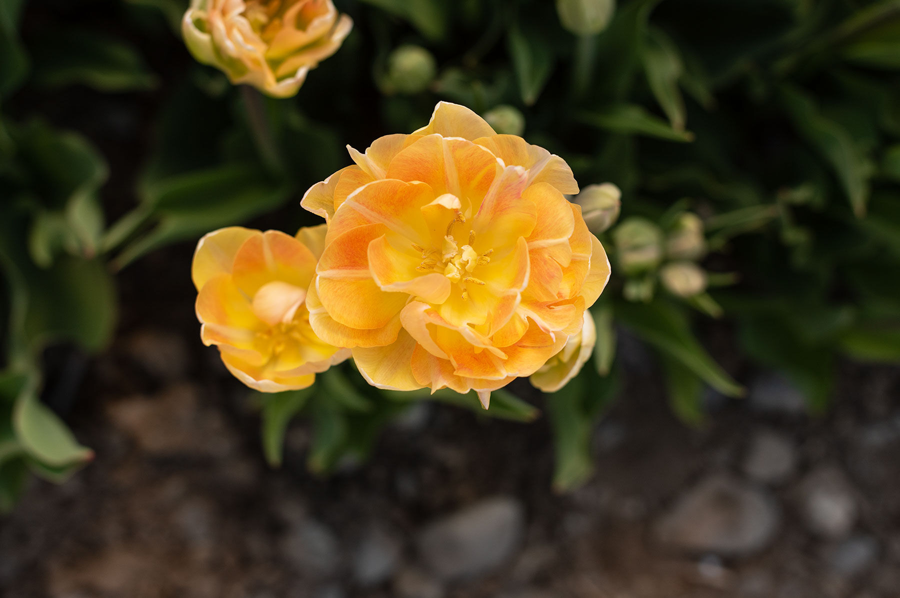 Charming Beauty - Tulip Bulb | Johnny's Selected Seeds