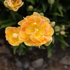 Charming Beauty Tulips