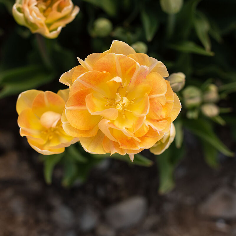 Charming Beauty Tulips