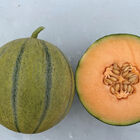 Melonade Cantaloupe (Muskmelon)