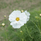 Fizzy White Cosmos