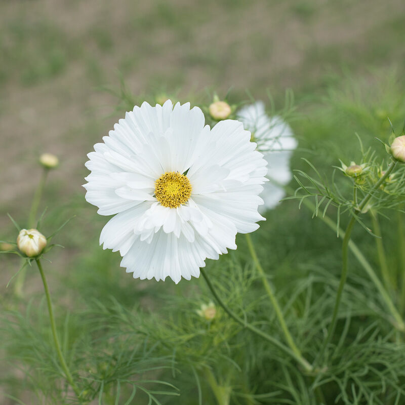 Fizzy White Cosmos