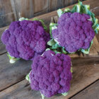 Lavender Standard Cauliflower