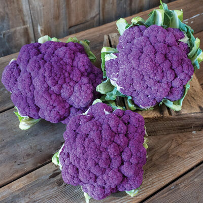 Lavender Standard Cauliflower