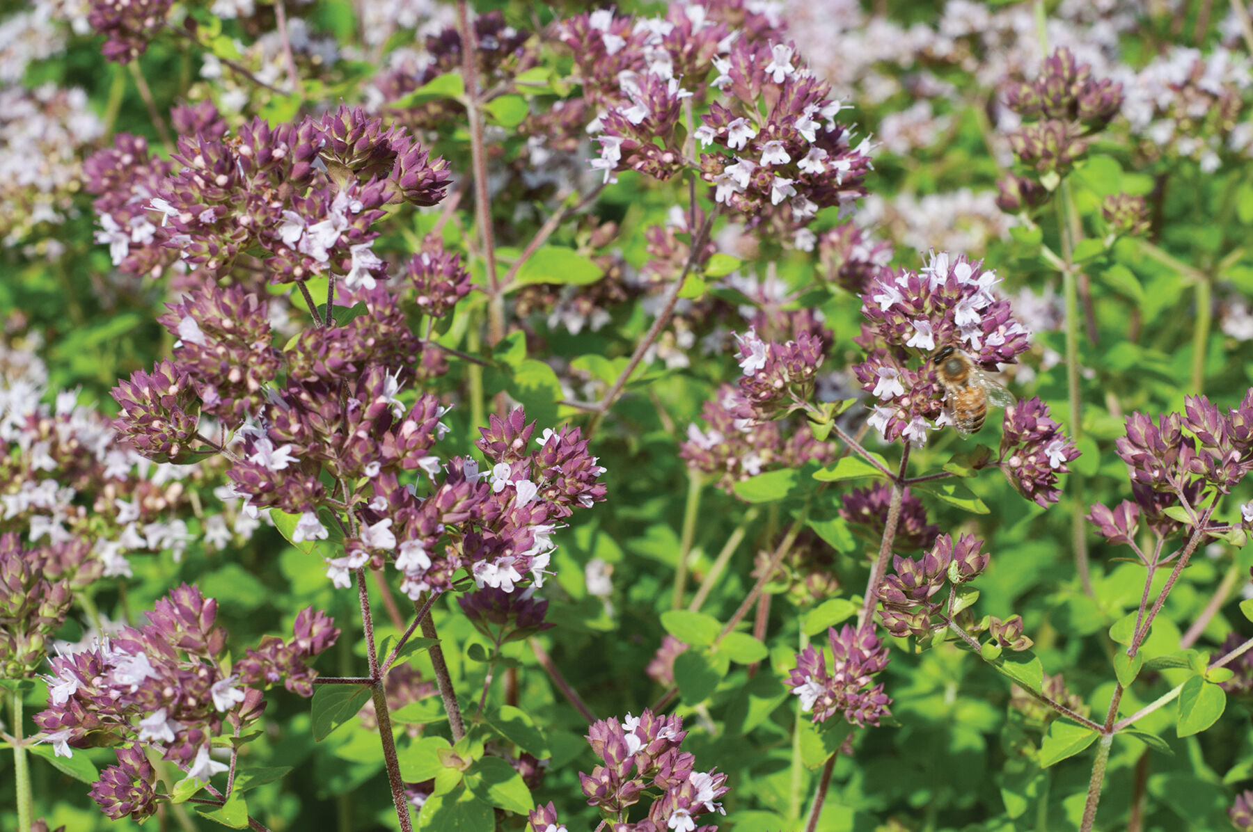 Wild Marjoram Marjoram