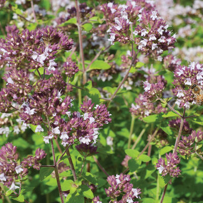 Wild Marjoram Marjoram