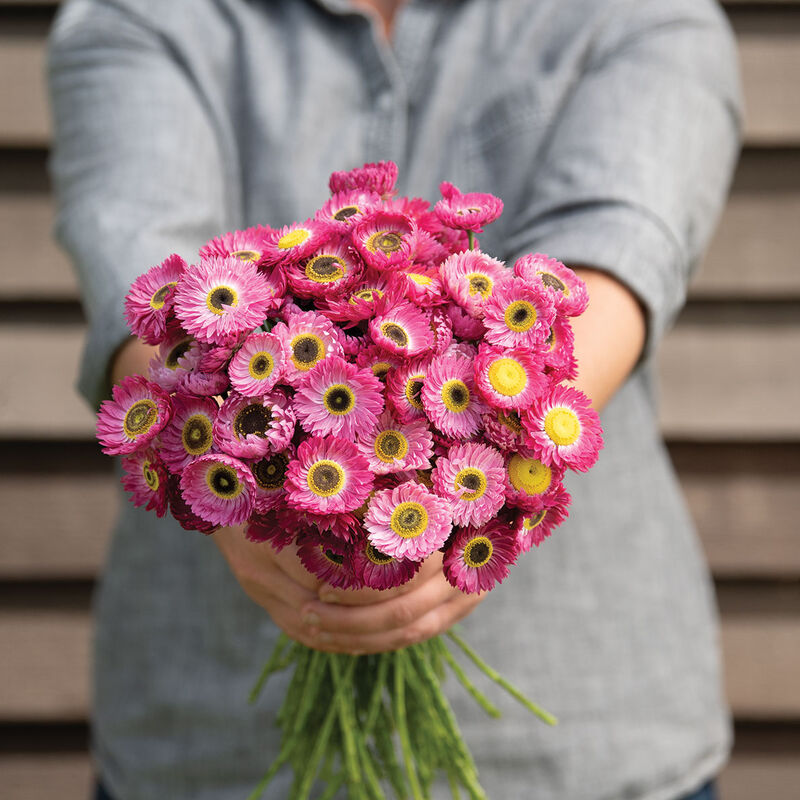 Pierrot Red - Helipterum Seed | Johnny's Selected Seeds