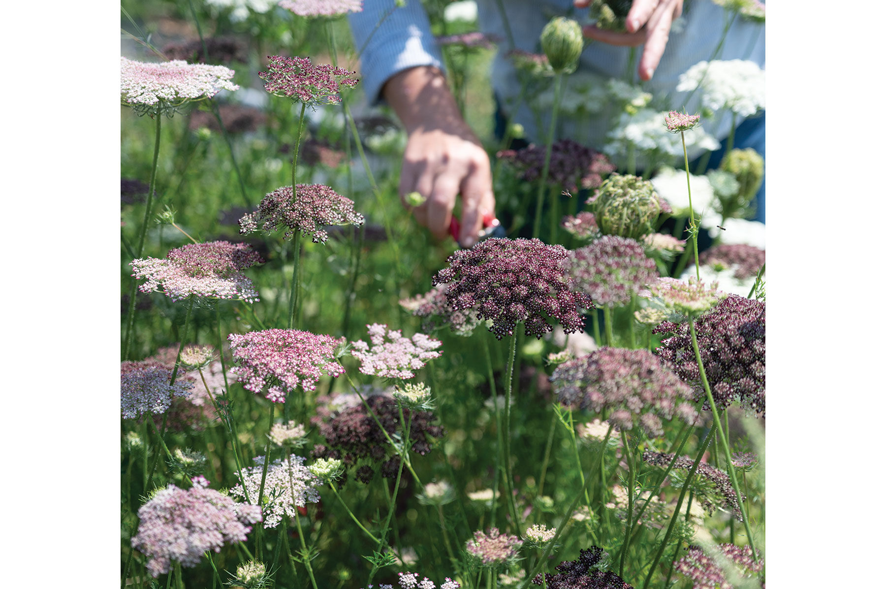 Dara Daucus (Queen Anne's Lace)