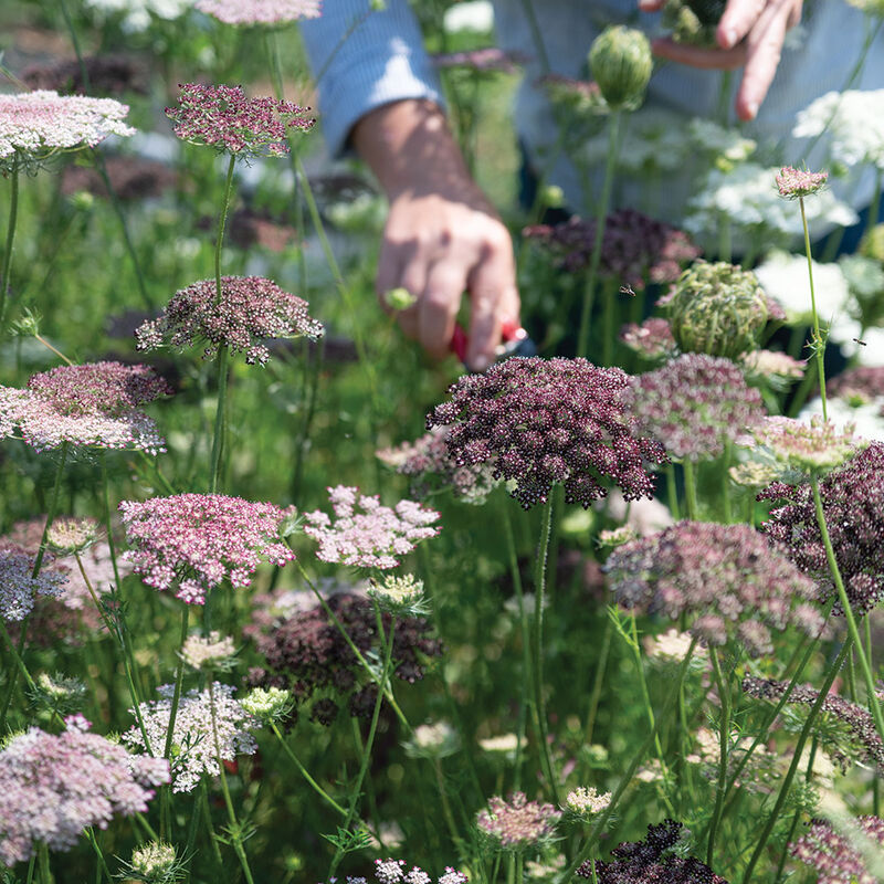 Dara Daucus (Queen Anne's Lace)
