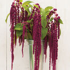 Love-Lies-Bleeding Love-Lies-Bleeding Amaranthus