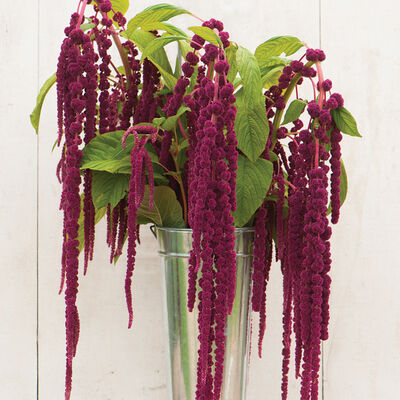 Love-Lies-Bleeding Love-Lies-Bleeding Amaranthus