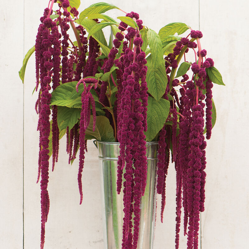 Love-Lies-Bleeding Amaranthus