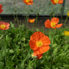 Champagne Bubbles Orange Poppy