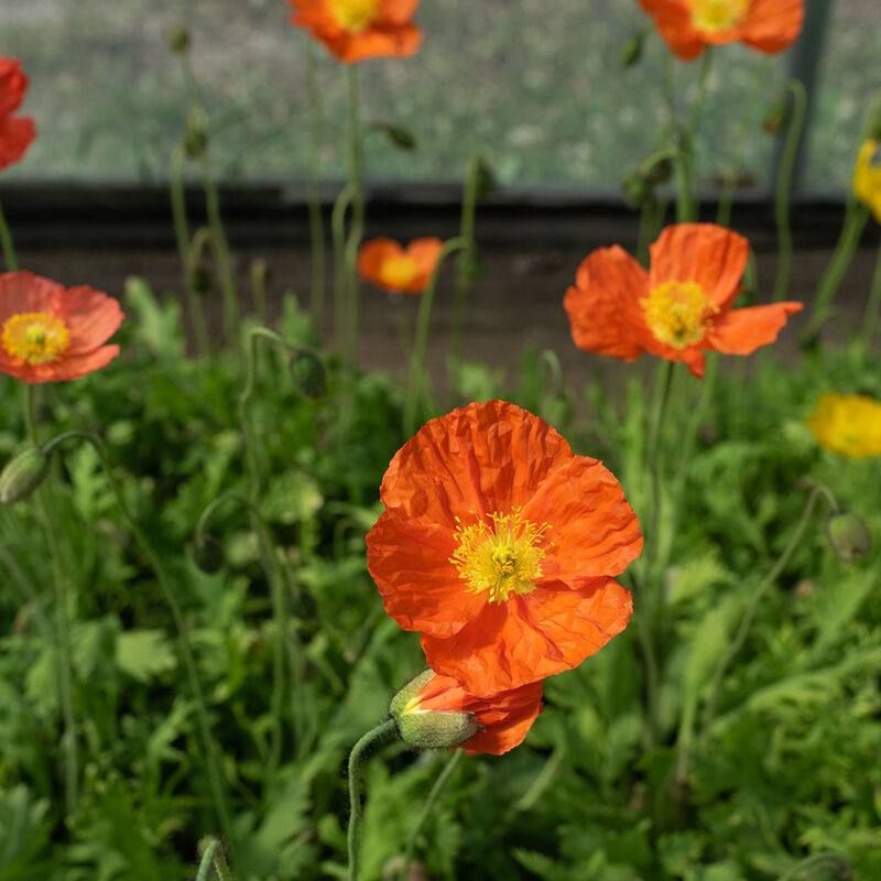 Champagne Bubbles Orange Poppy