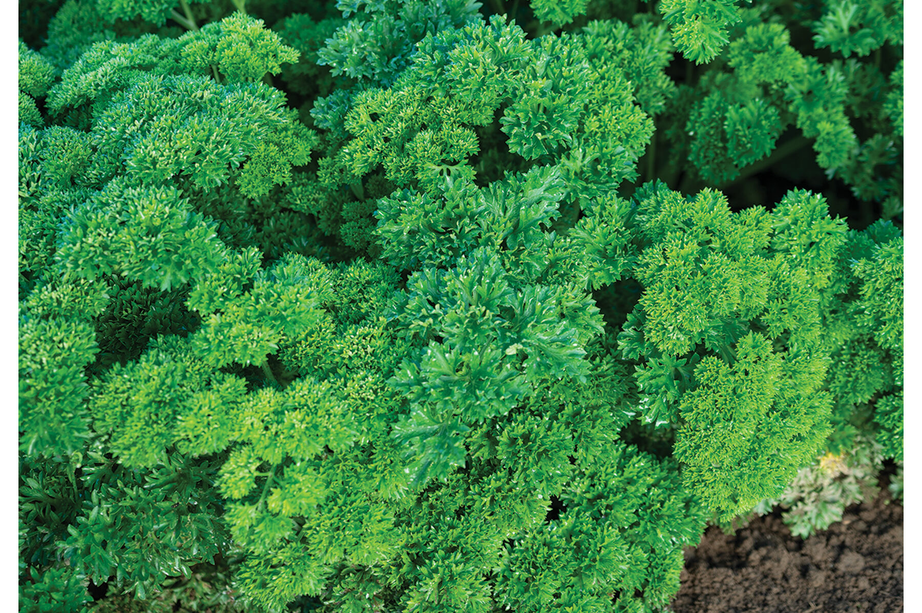 Darki Green Leaf Parsley