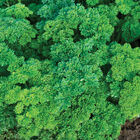Darki Green Darki Green Leaf Parsley