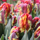Rasta Parrot Tulips