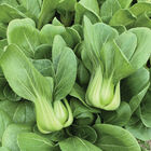 Little Shanghai Pac Choi (Bok Choy)
