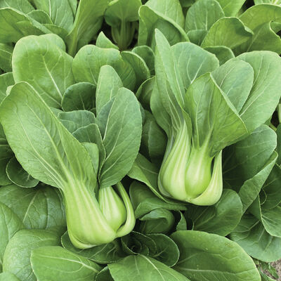 Little Shanghai Pac Choi (Bok Choy)
