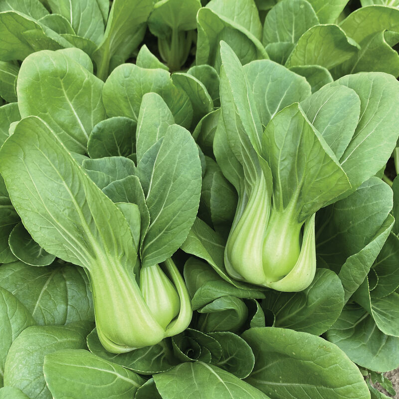 Little Shanghai Pac Choi (Bok Choy)