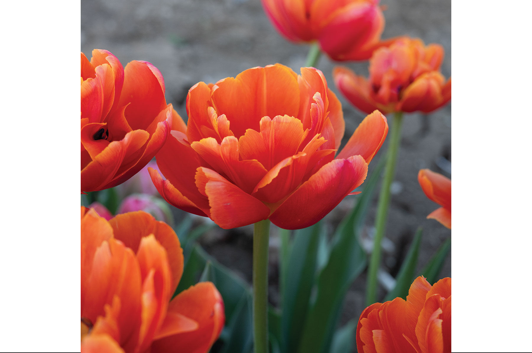 Red Flower Varieties | Johnny's Selected Seeds