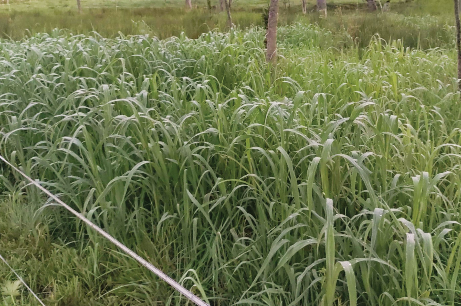 Japanese Millet - Organic Cover Crop Seed | Johnny's Selected Seeds