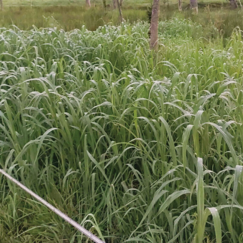 Japanese Millet Millet