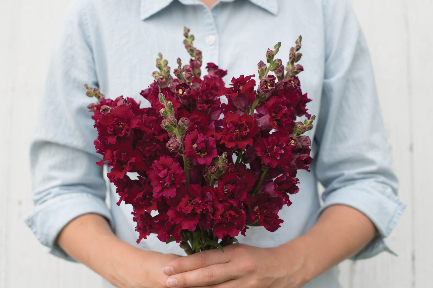Madame Butterfly Red - Snapdragon Seed | Johnny's Selected Seeds