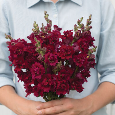 Madame Butterfly Red Snapdragon