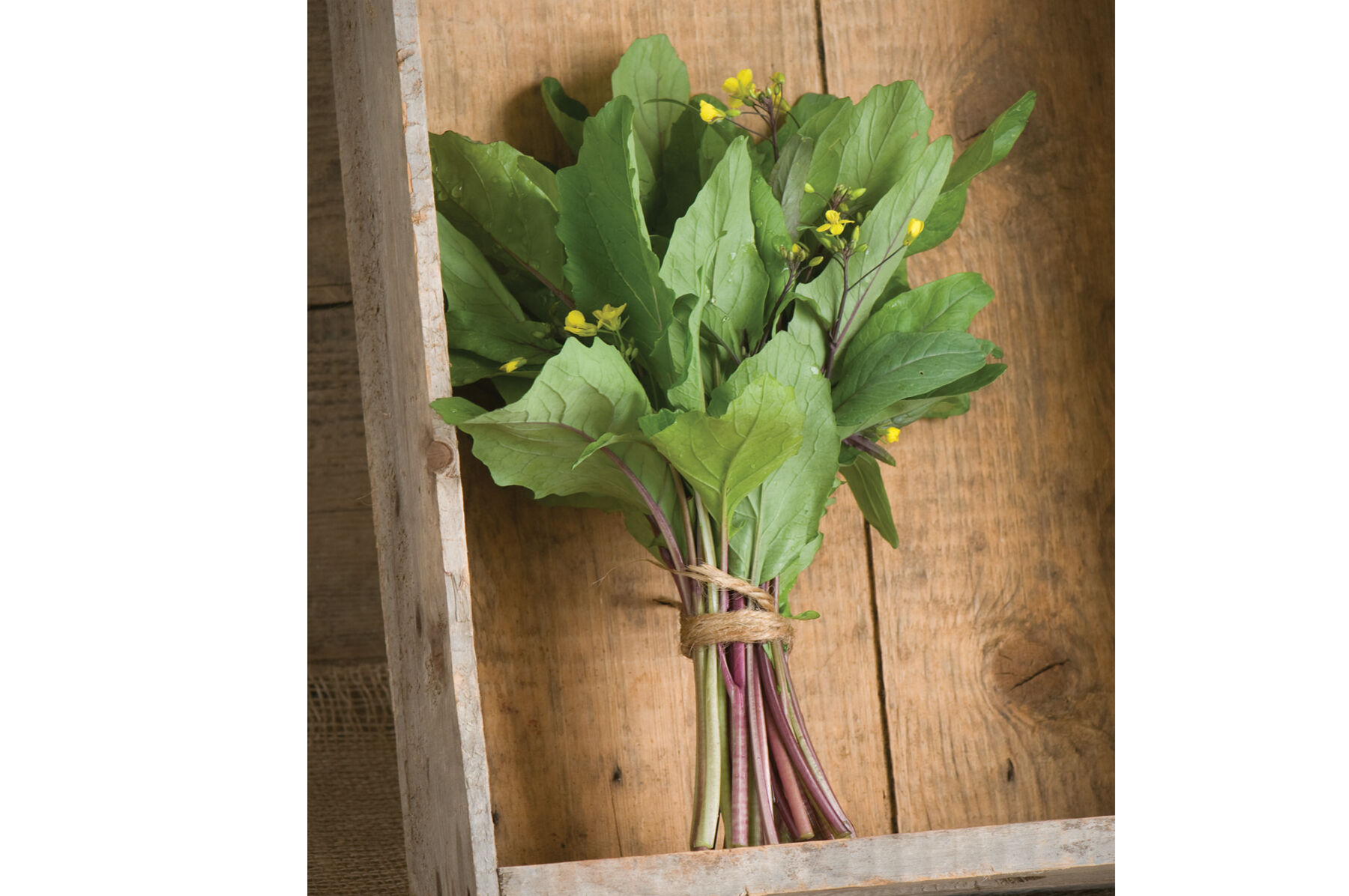 Hon Tsai Tai Asian Greens