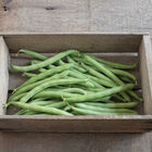 Provider Bush Beans