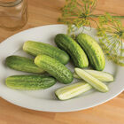 Cool Customer Pickling Cucumbers