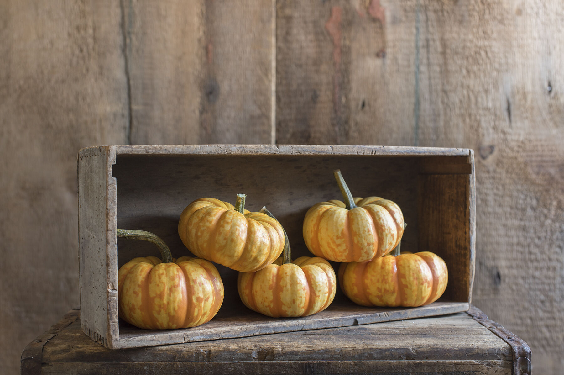 Pumpkin Spark F1 Seed – Harris Seeds