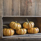 Spark Specialty Pumpkins