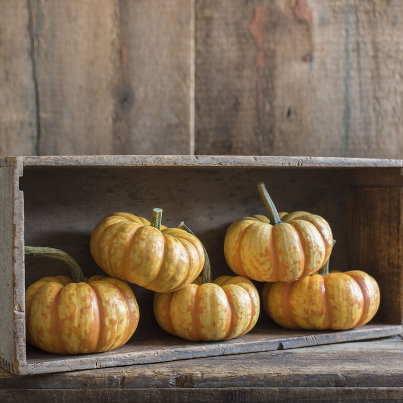 Spark Specialty Pumpkins