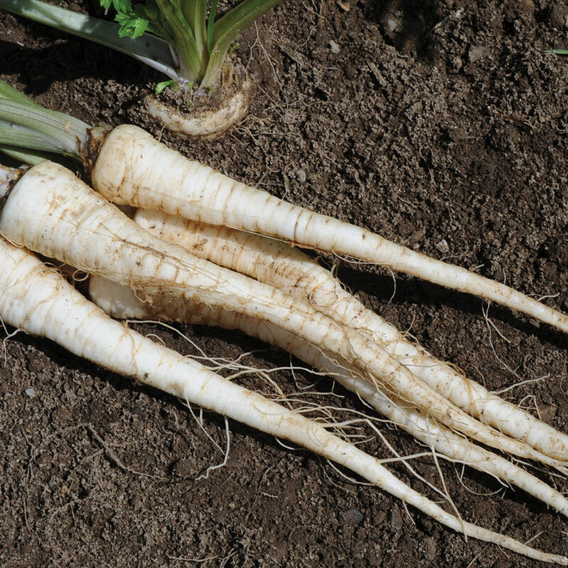 Arat Root Parsley