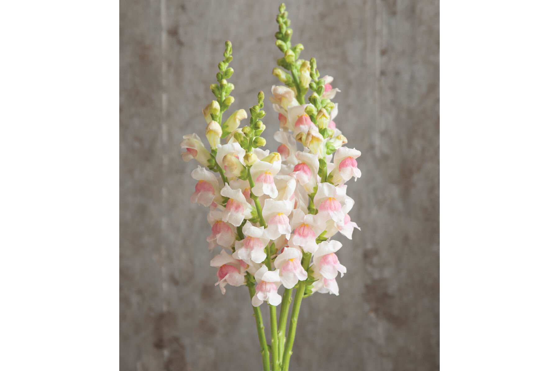 Potomac Appleblossom Snapdragon