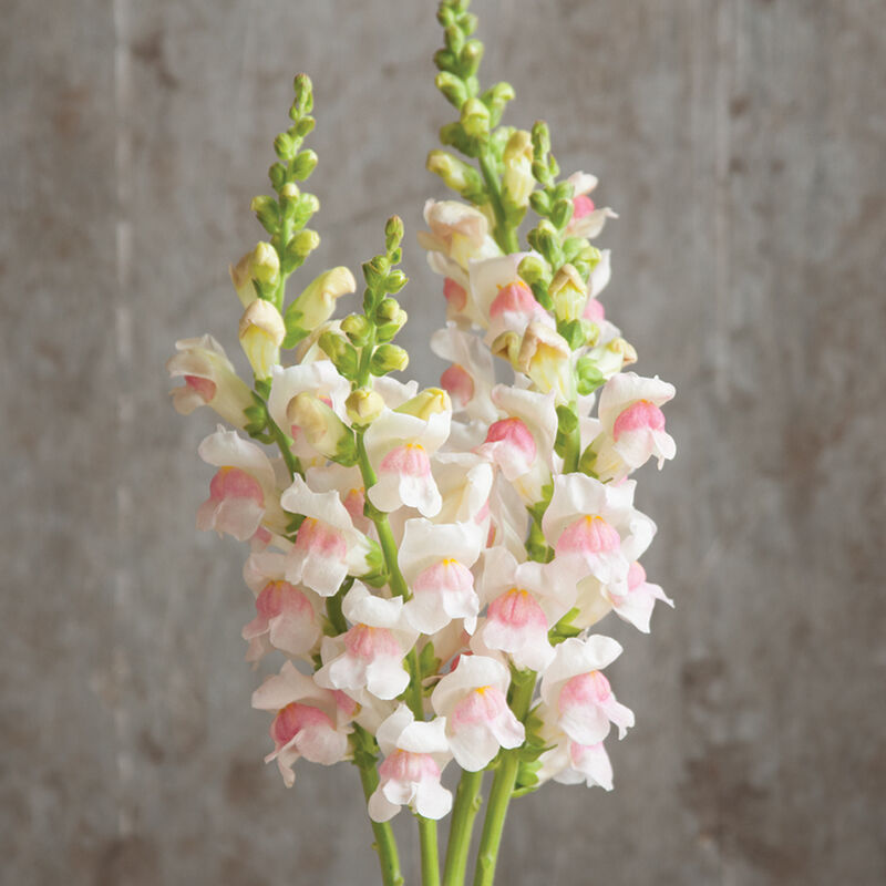Potomac Appleblossom Potomac Appleblossom Snapdragon