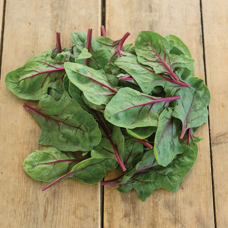 Red Tabby Smooth-Leaf Spinach