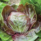 Indigo Radicchio