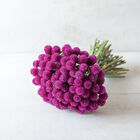 QIS™ Purple Gomphrena (Globe Amaranth)
