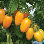 Blush Specialty Tomatoes