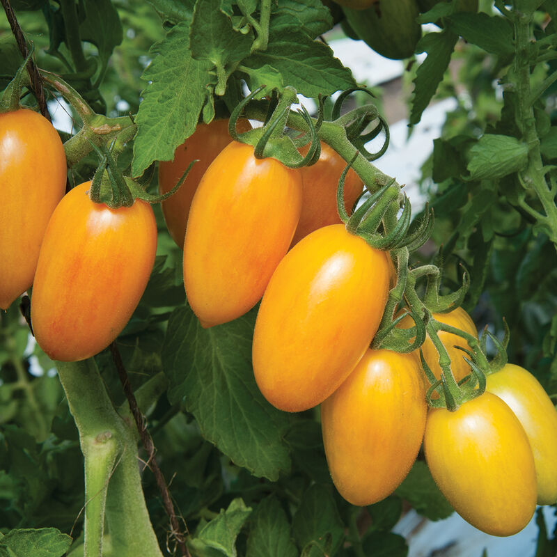 Blush Specialty Tomatoes