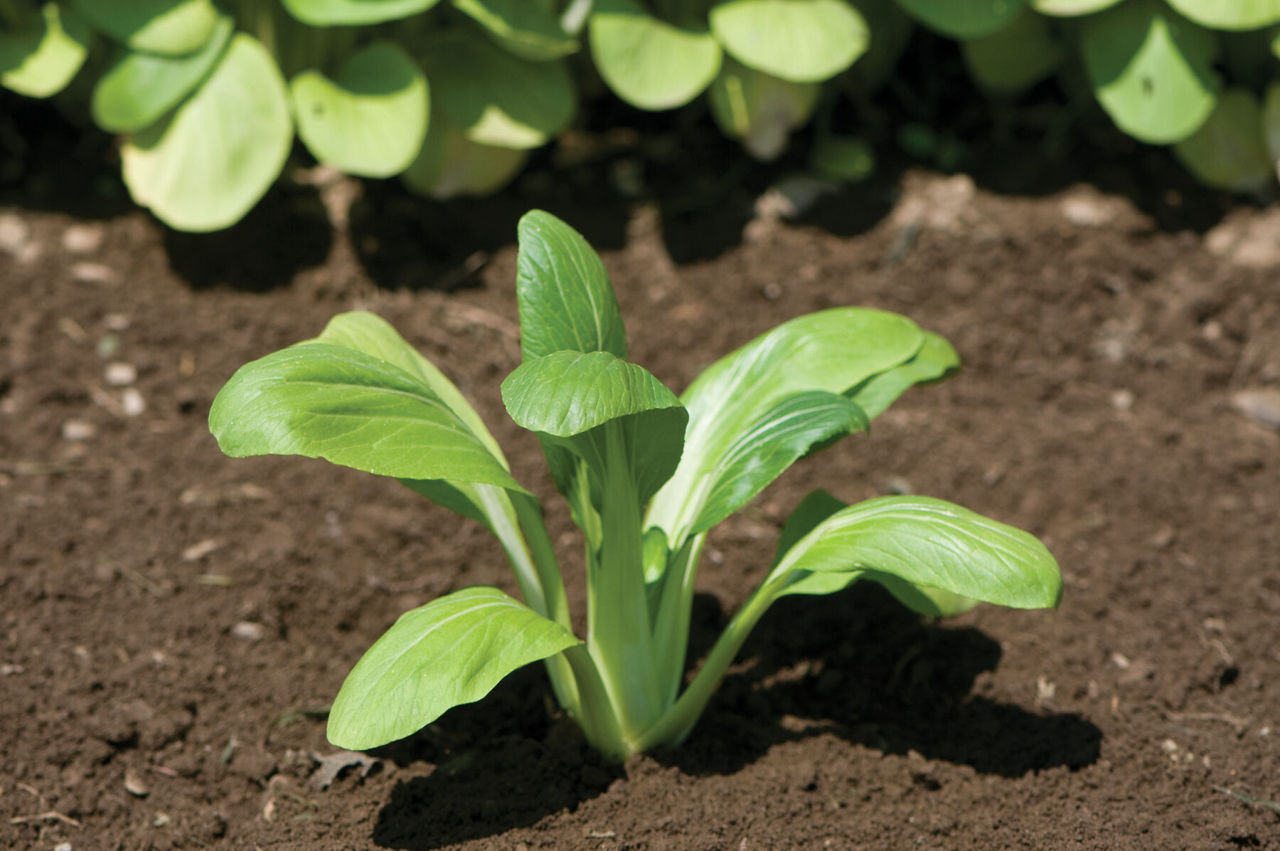 Mei Qing Choi - Bok Choy Seeds | Johnny's Selected Seeds