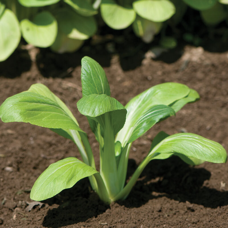 Mei Qing Choi Pac Choi (Bok Choy)