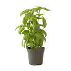 Aroma 2 Genovese Basil