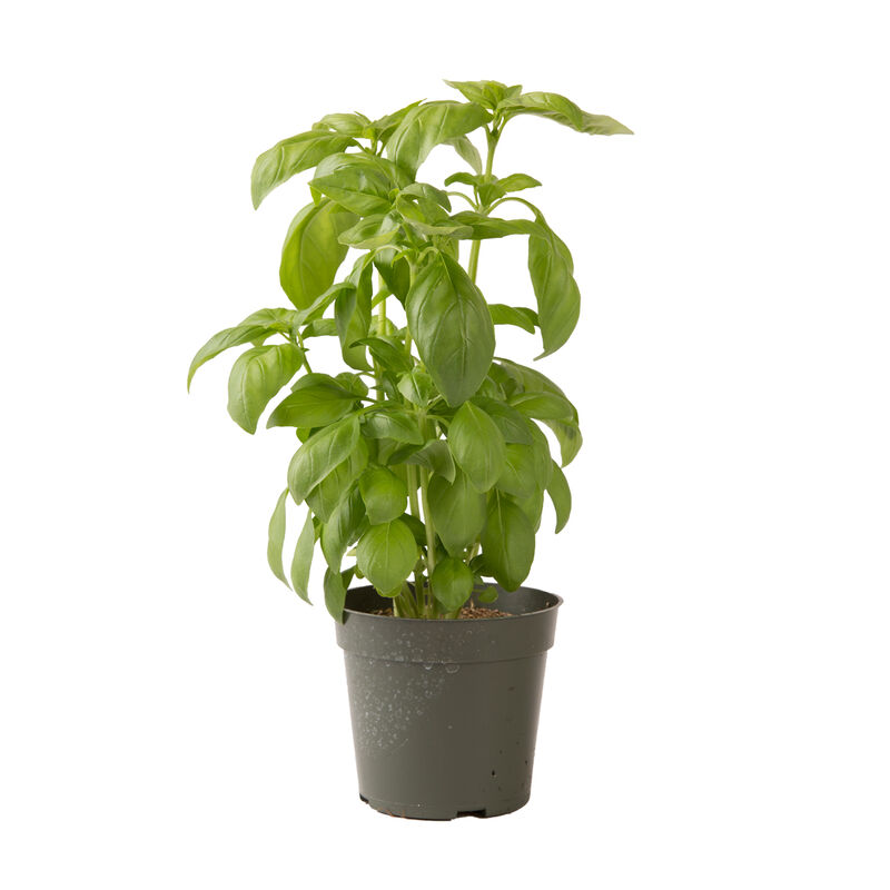 Aroma 2 Genovese Basil
